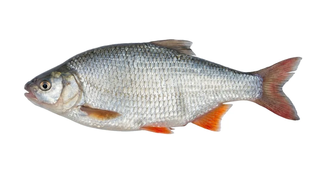 Aland (Leuciscus idus) in Seitenansicht