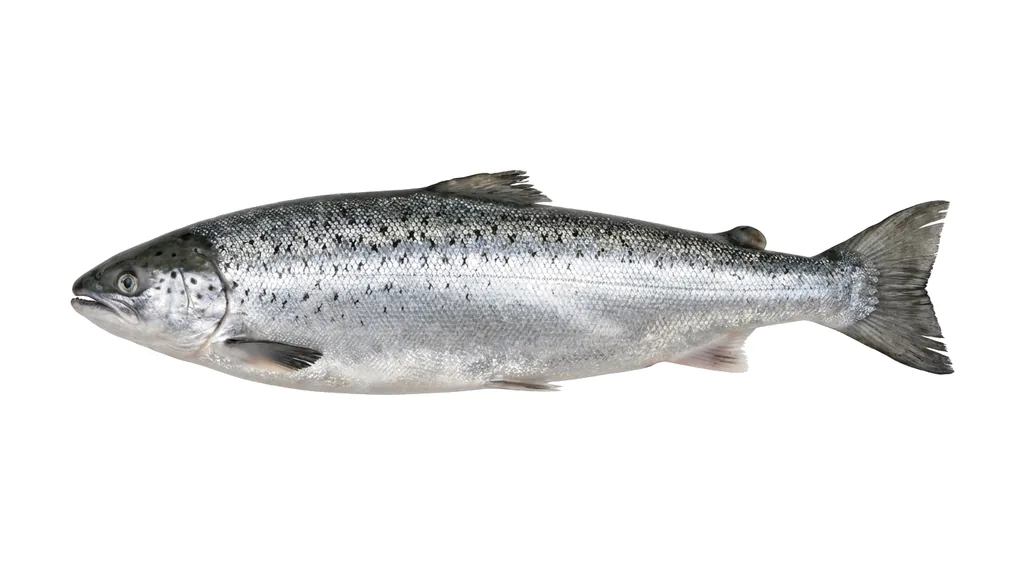 Atlantischer Lachs