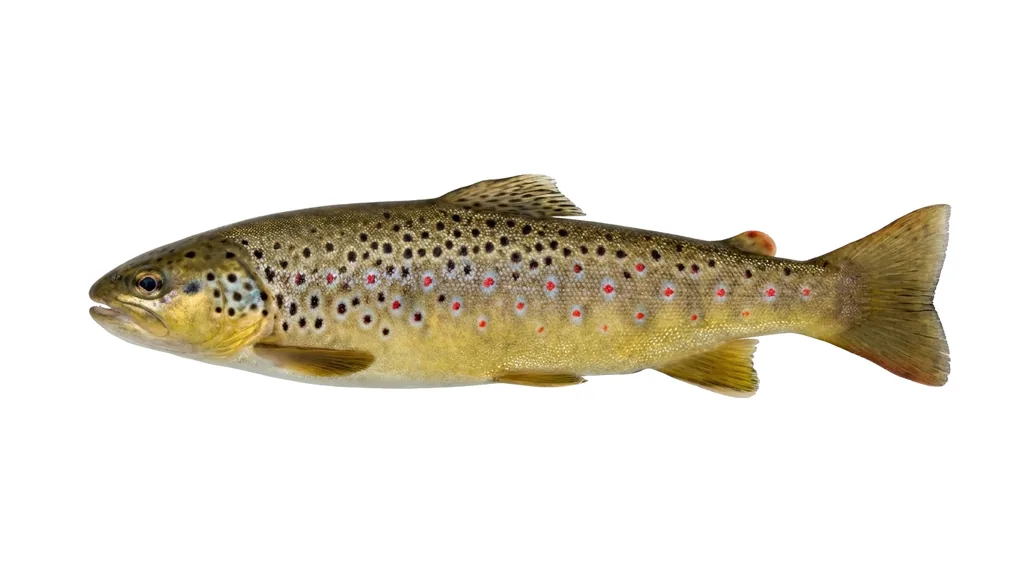 Bachforelle (Salmo trutta fario) in Seitenansicht