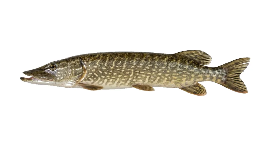 Hecht (Esox lucius) in Seitenansicht