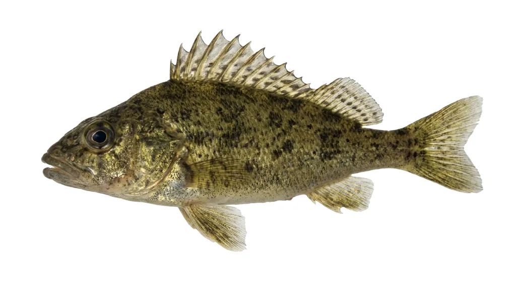 Kaulbarsch