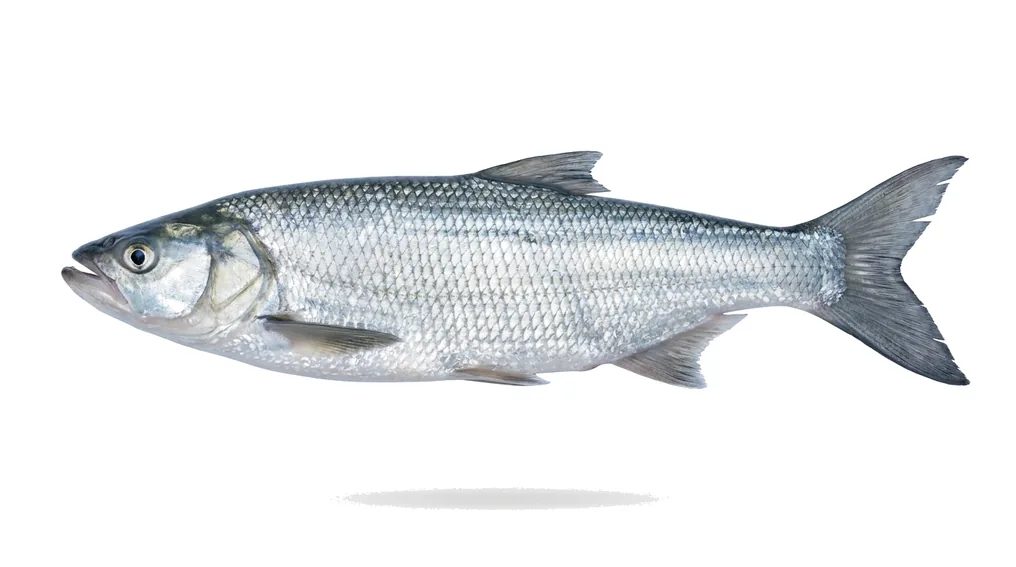Rapfen (Aspius aspius) in Seitenansicht
