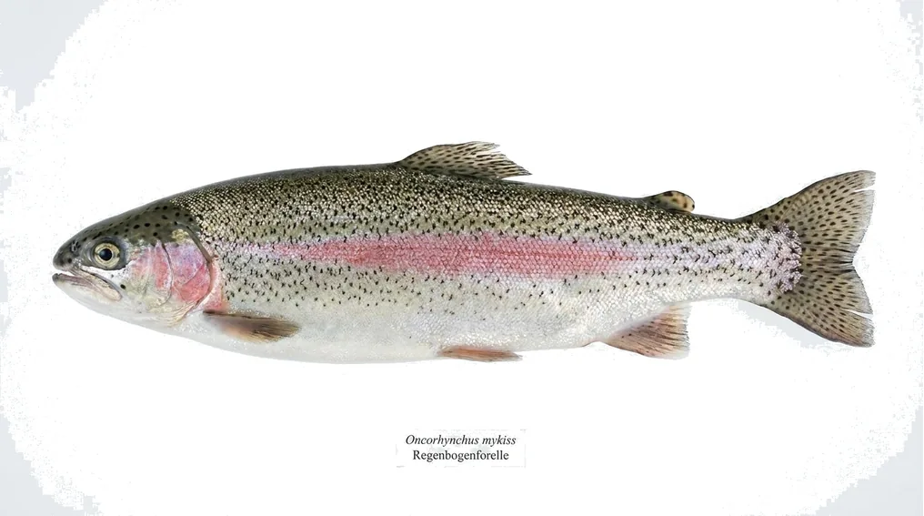Regenbogenforelle (Oncorhynchus mykiss) in Seitenansicht